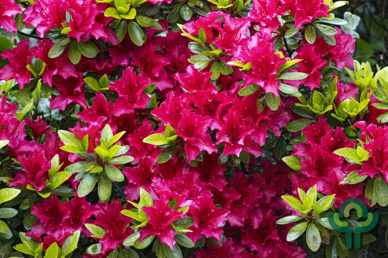 Azalea japonica 'Kazuko' (= 'Geisha Red')