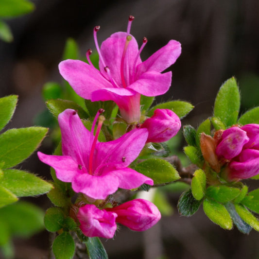 Azalea japonica 'Kermesina'