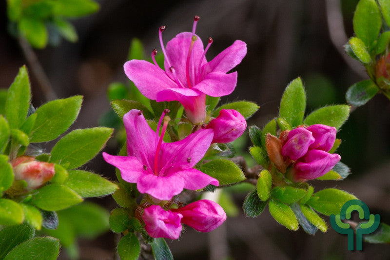Azalea japonica 'Kermesina'