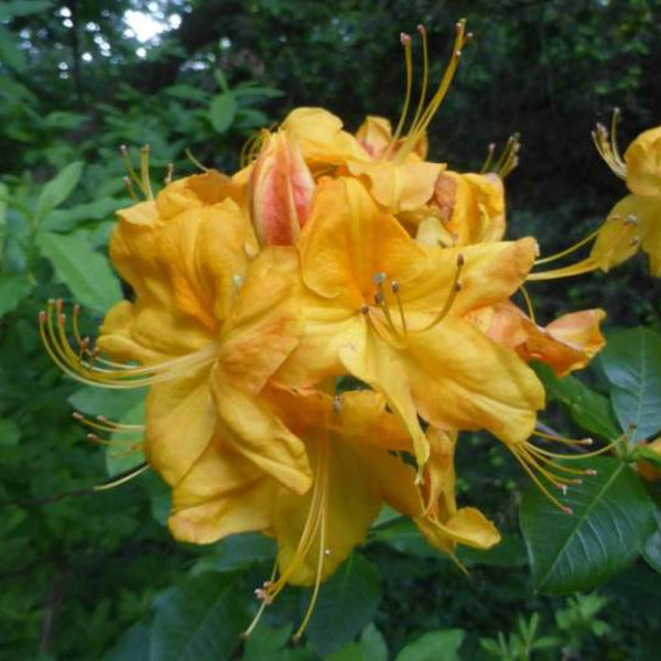 Azalea knaphill 'Klondyke'