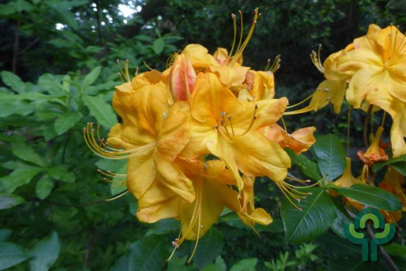 Azalea knaphill 'Klondyke'
