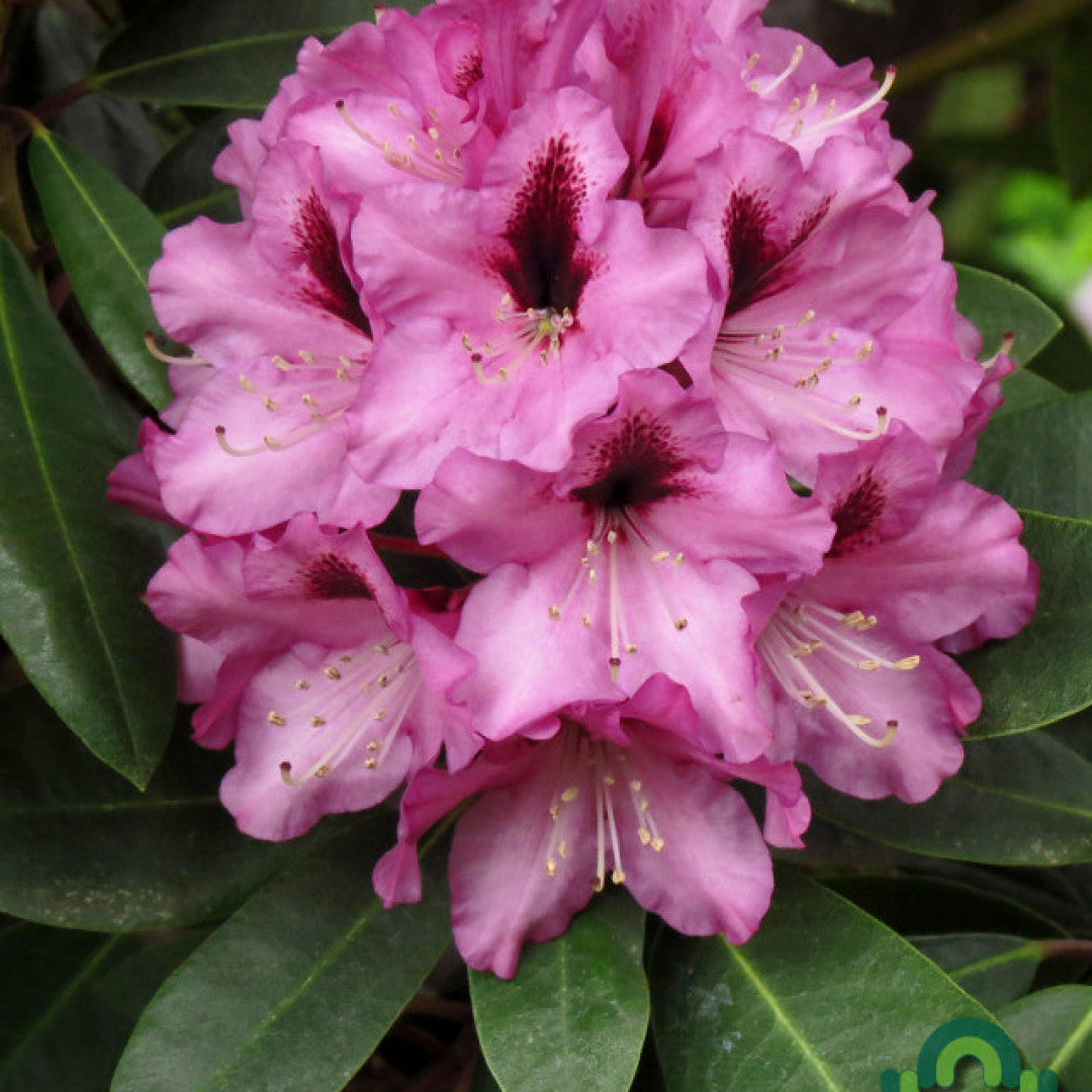 Rhododendron 'Kokardia'