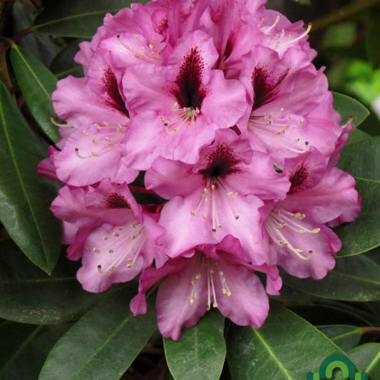 Rhododendron 'Kokardia'