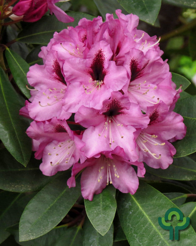 Rhododendron 'Kokardia'