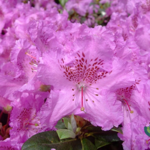 Rhododendron 'Lavendula'