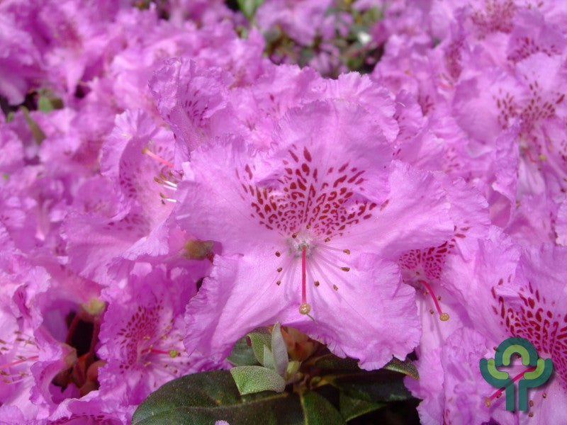 Rhododendron 'Lavendula'