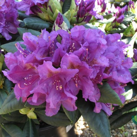 Rhododendron 'Lee's Dark Purple'