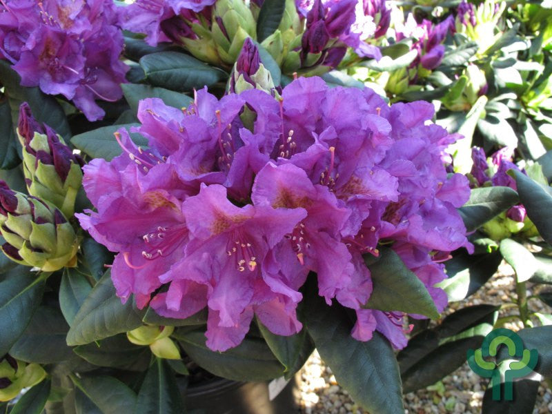 Rhododendron 'Lee's Dark Purple'