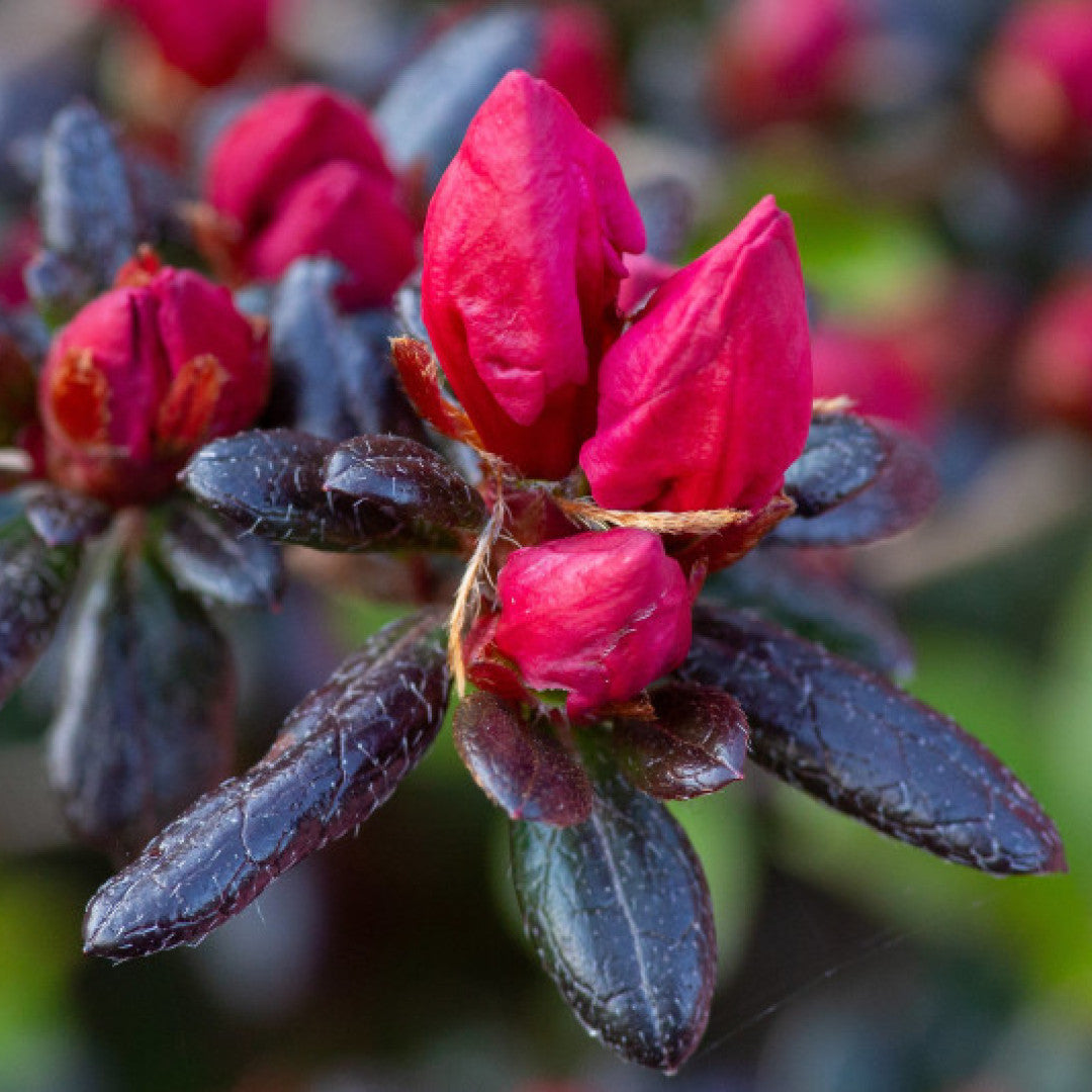 Azalea japonica 'Maruschka'