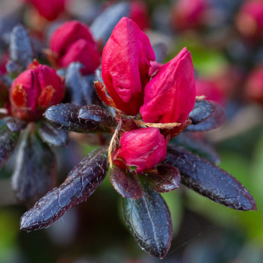Azalea japonica 'Maruschka'