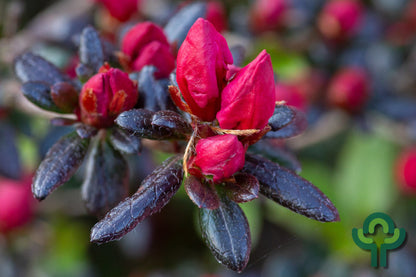 Azalea japonica 'Maruschka'