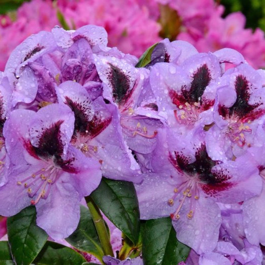 Rhododendron 'Metallica'