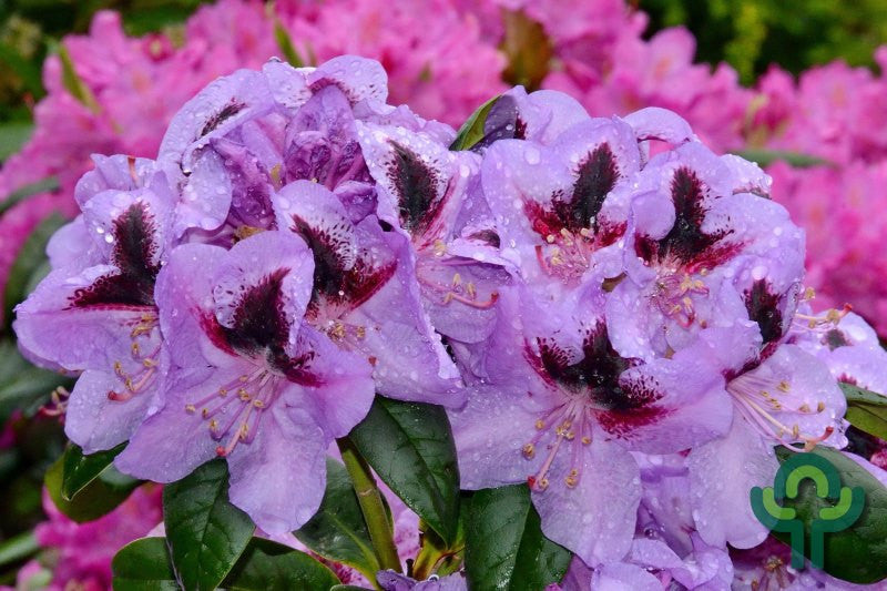 Rhododendron 'Metallica'