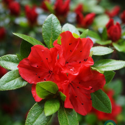 Azalea japonica 'Moederkensdag'