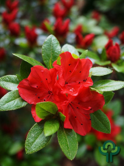 Azalea japonica 'Moederkensdag'