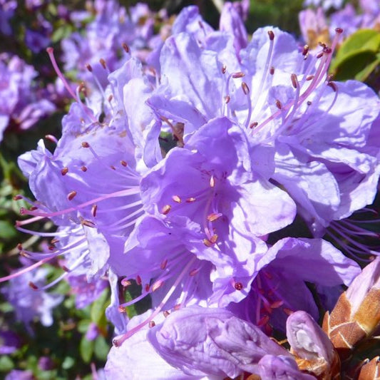 Rhododendron 'Moerheim'