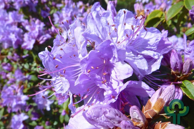 Rhododendron 'Moerheim'
