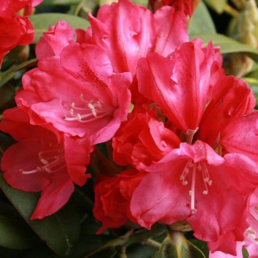 Rhododendron yak. 'Morgenrot'