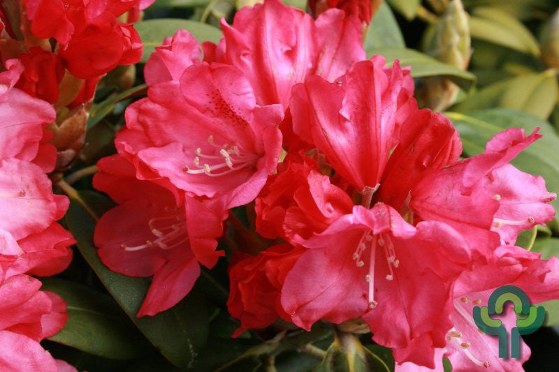 Rhododendron yak. 'Morgenrot'