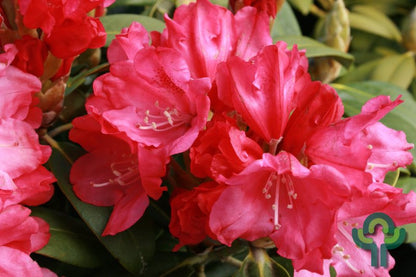 Rhododendron yak. 'Morgenrot'