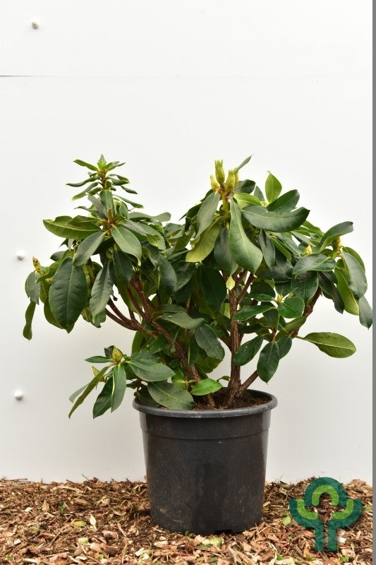Rhododendron 'Markeeta's Price'