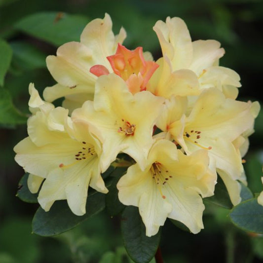 Rhododendron 'Nancy Evans'