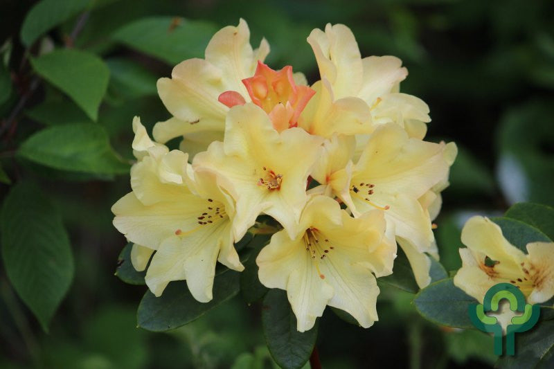 Rhododendron 'Nancy Evans'
