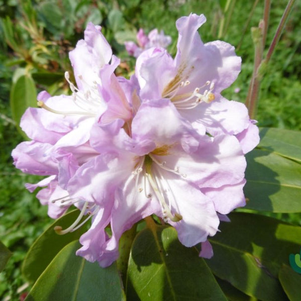 Rhododendron 'Onkel Diners'