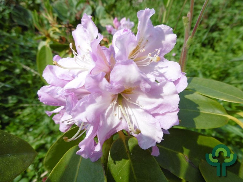 Rhododendron 'Onkel Diners'