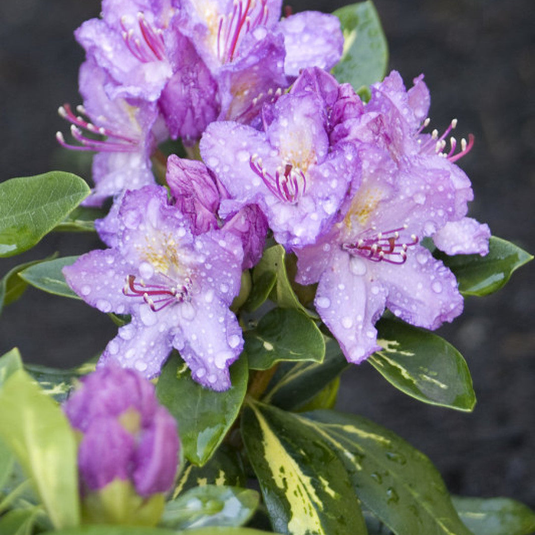 Rhododendron 'Goldflimmer'