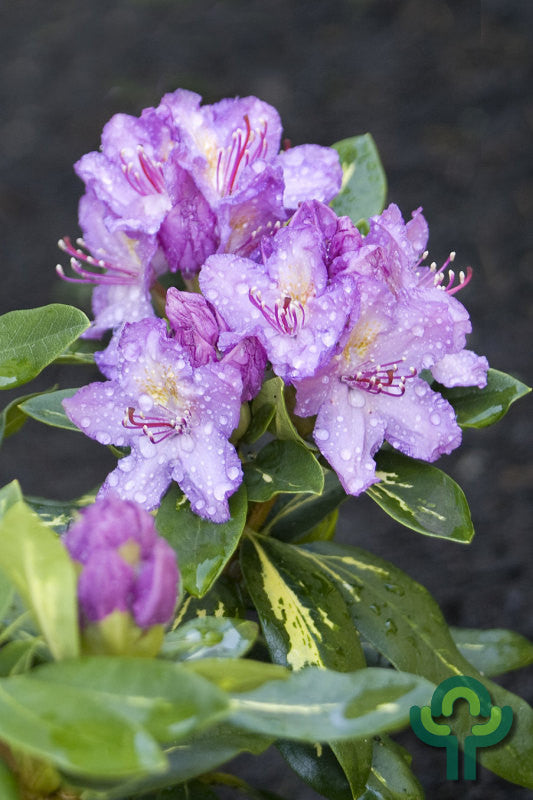 Rhododendron 'Goldflimmer'