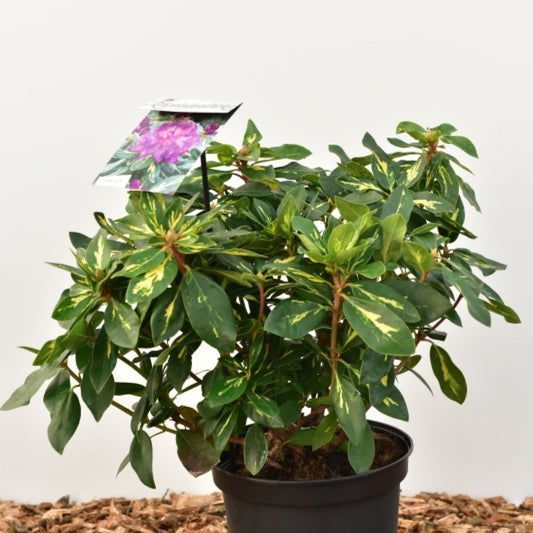 Rhododendron 'Goldflimmer'
