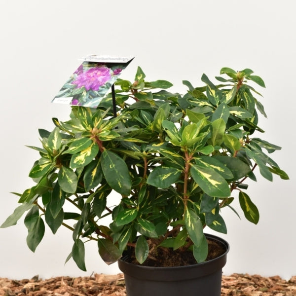 Rhododendron 'Goldflimmer'
