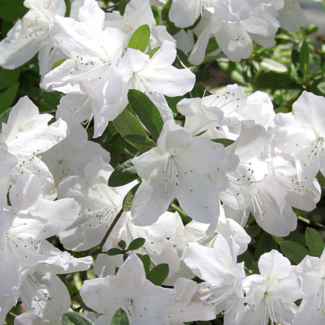 Azalea japonica 'Pleasant White'
