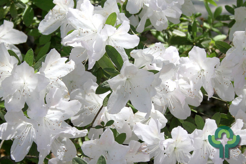 Azalea japonica 'Pleasant White'