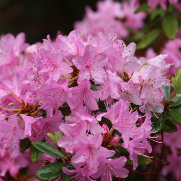 Rhododendron 'Pintail'