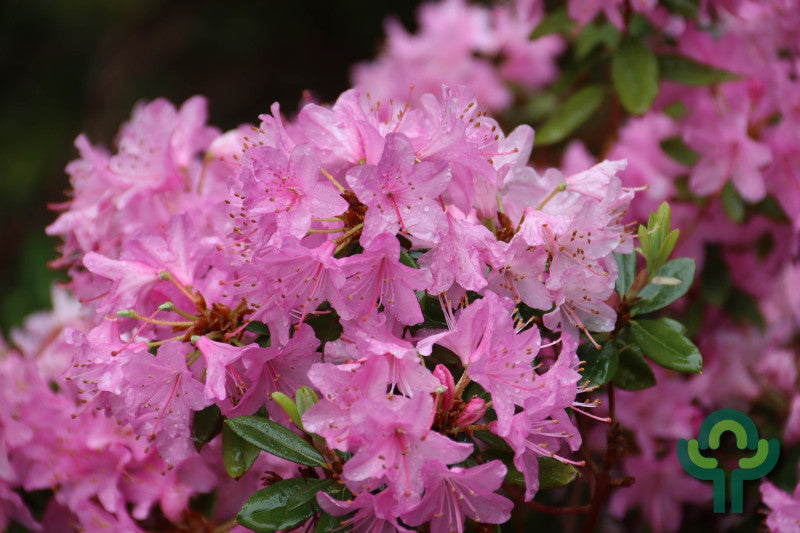 Rhododendron 'Pintail'
