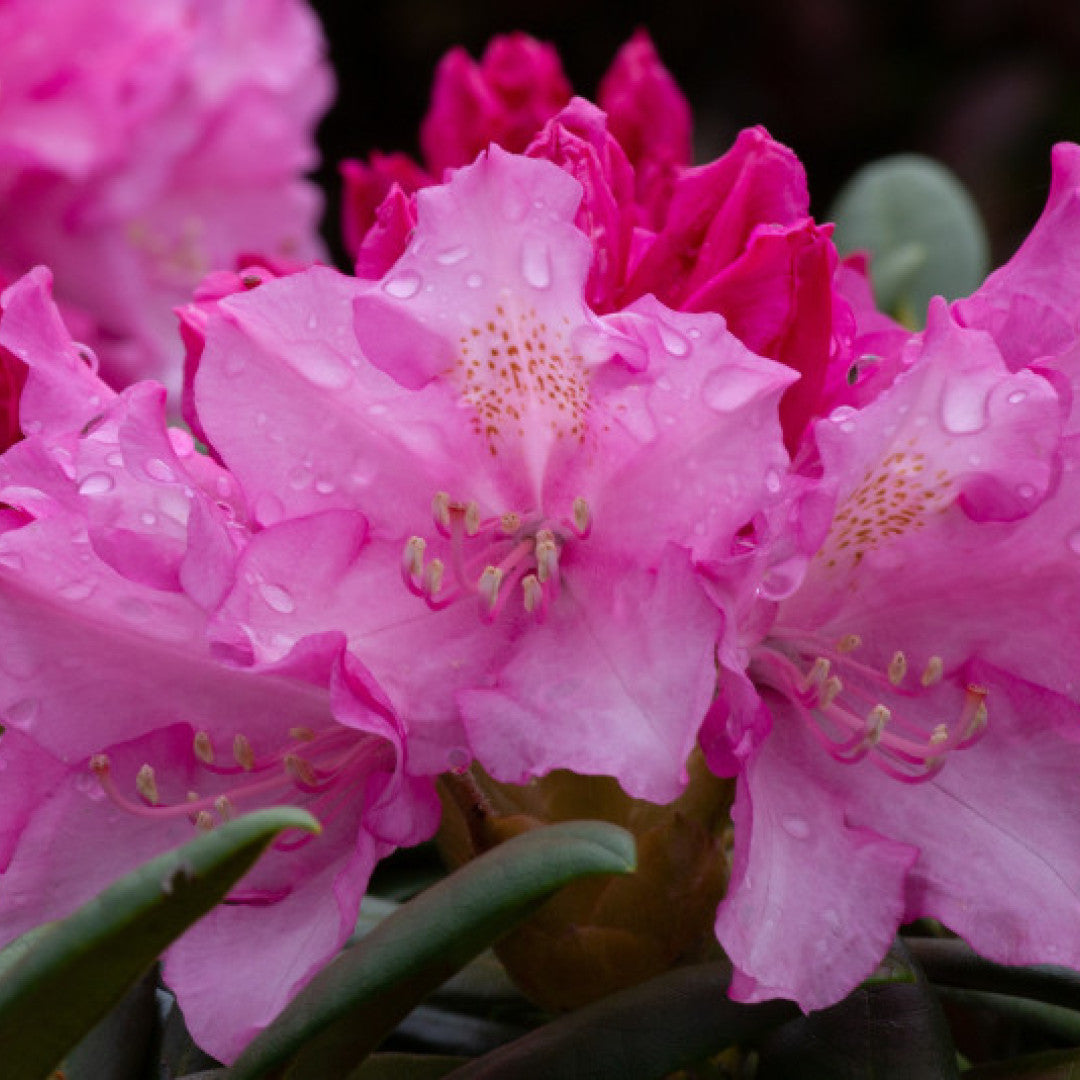 Rhododendron yak. 'Polaris'
