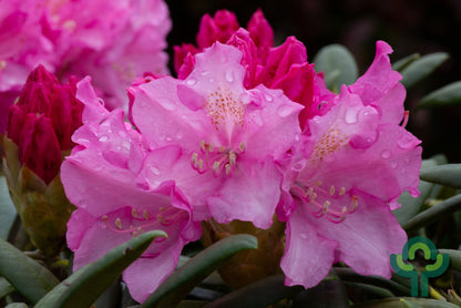 Rhododendron yak. 'Polaris'