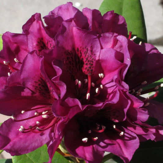 Rhododendron 'Polarnacht'