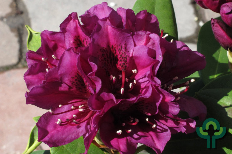 Rhododendron 'Polarnacht'