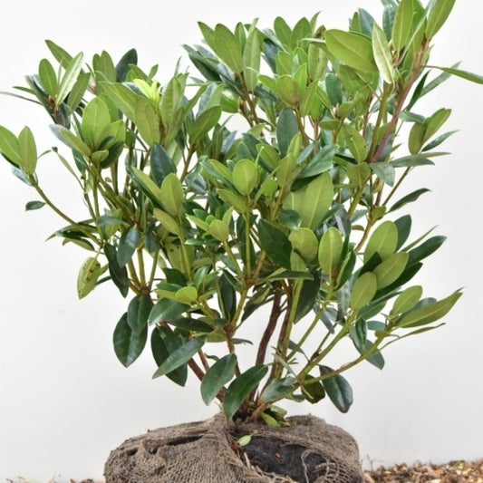 Rhododendron ponticum