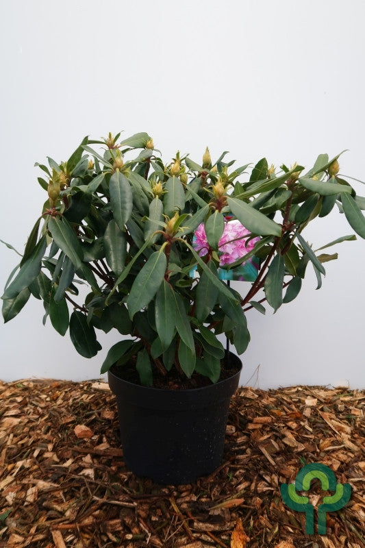 Rhododendron ponticum 'Roseum'