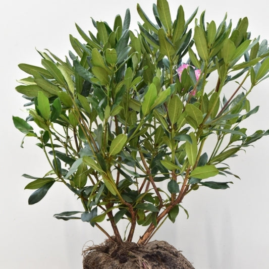 Rhododendron ponticum 'Roseum'