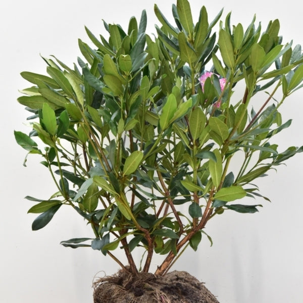 Rhododendron ponticum 'Roseum'