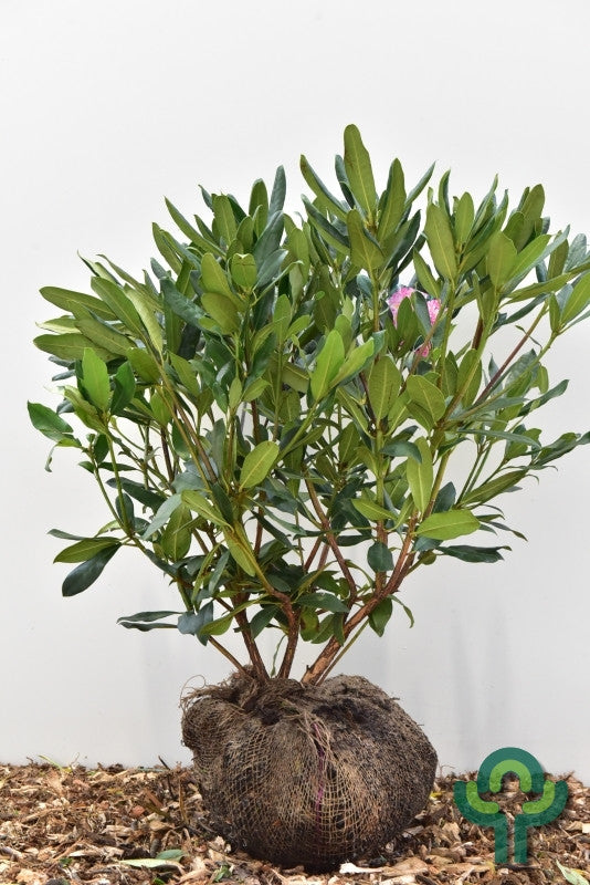 Rhododendron ponticum 'Roseum'