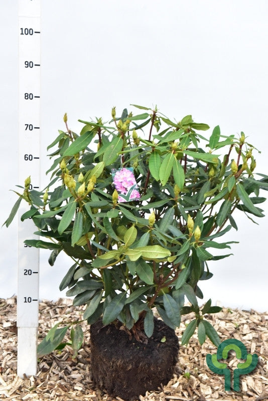 Rhododendron ponticum 'Roseum'
