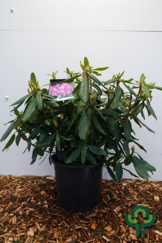 Rhododendron ponticum 'Roseum'