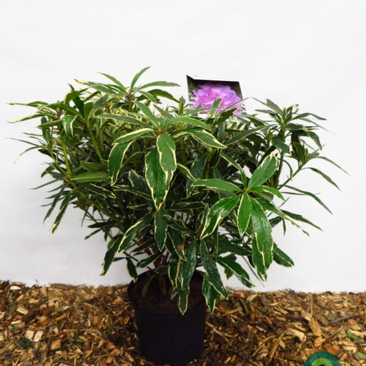 Rhododendron ponticum 'Variegatum'