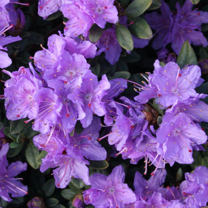 Rhododendron 'Ramapo'